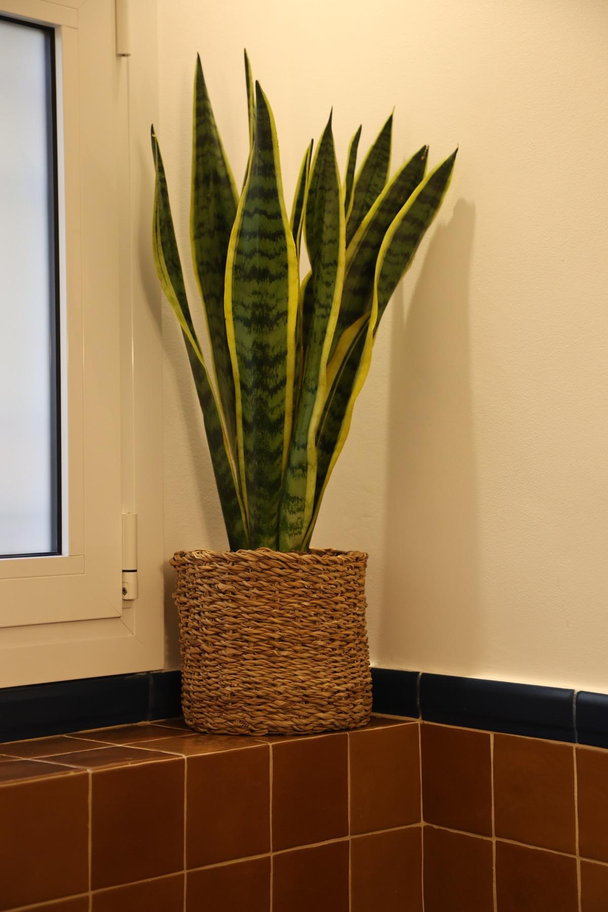 Snake plant in a woven basket